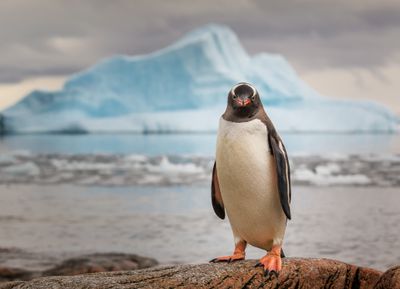 Um pinguim na Antártica