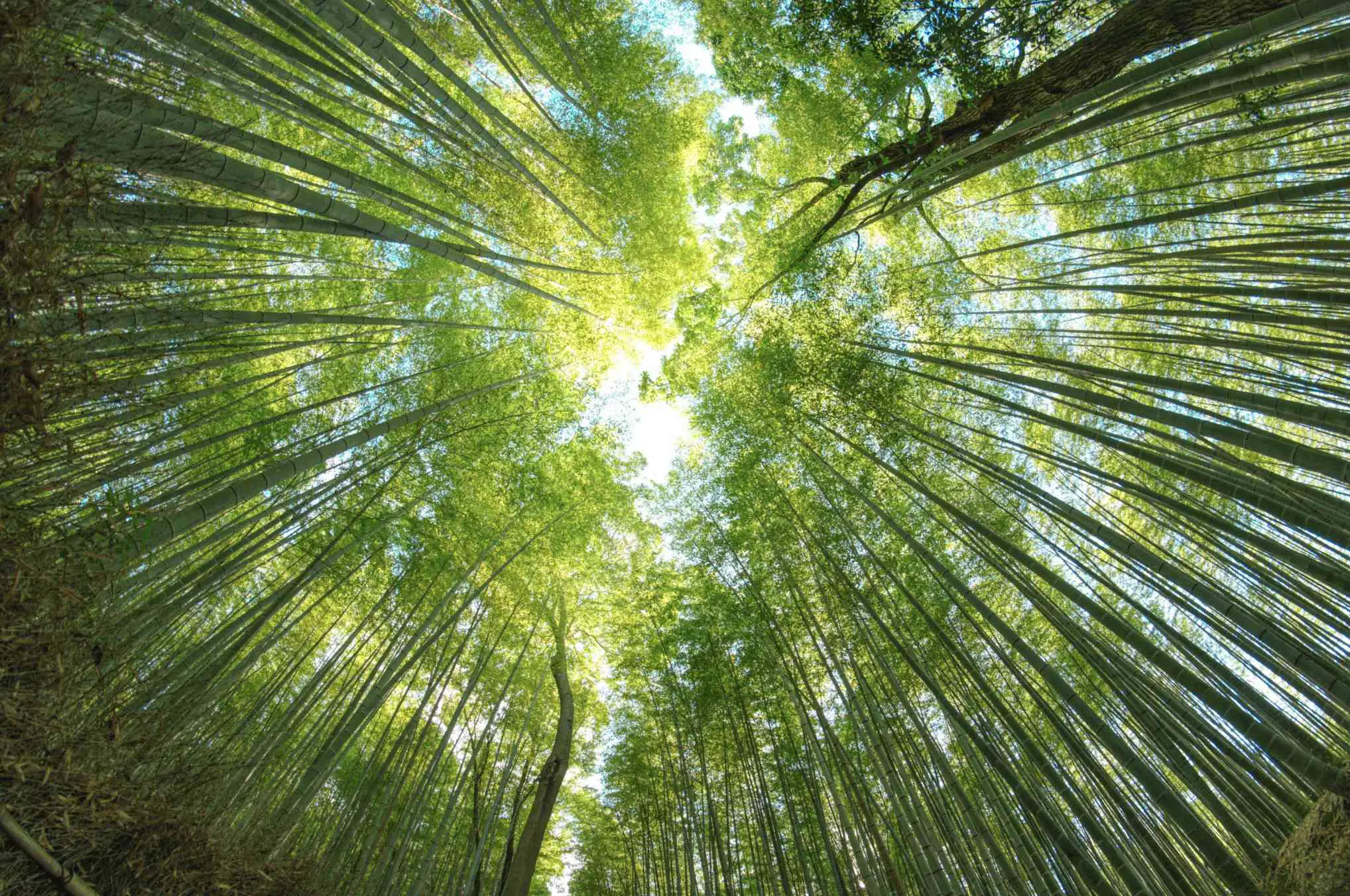 Uma floresta de bambu fotografada olhando diretamente para cima através de uma lente olho de peixe.