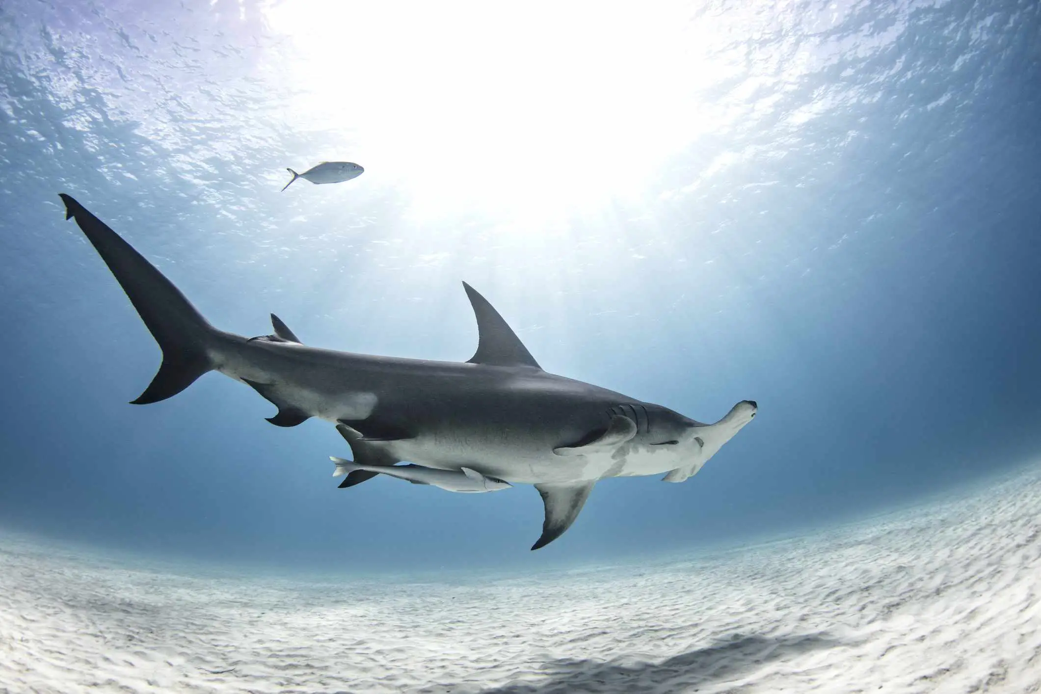 Uma imagem de um tubarão-martelo capturada com uma lente olho de peixe.