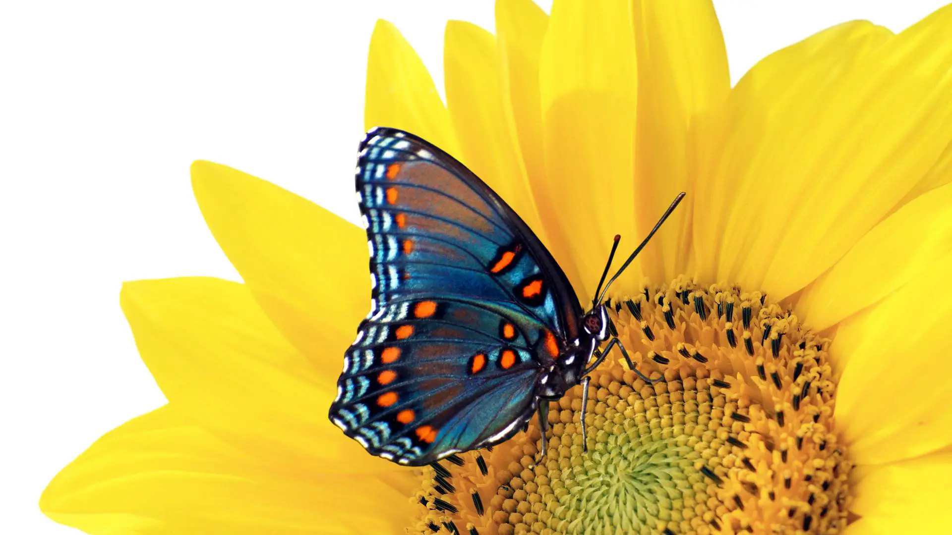 Plano de fundo da área de trabalho com uma borboleta colorida em uma flor amarela