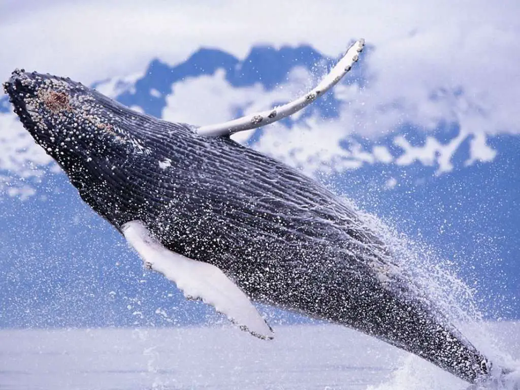 Baleia-jubarte subindo do oceano neste papel de parede de oceano grátis