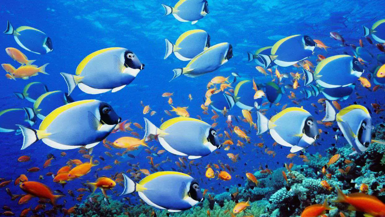 Papel de parede gratuito do oceano com um cardume de peixes coloridos nadando