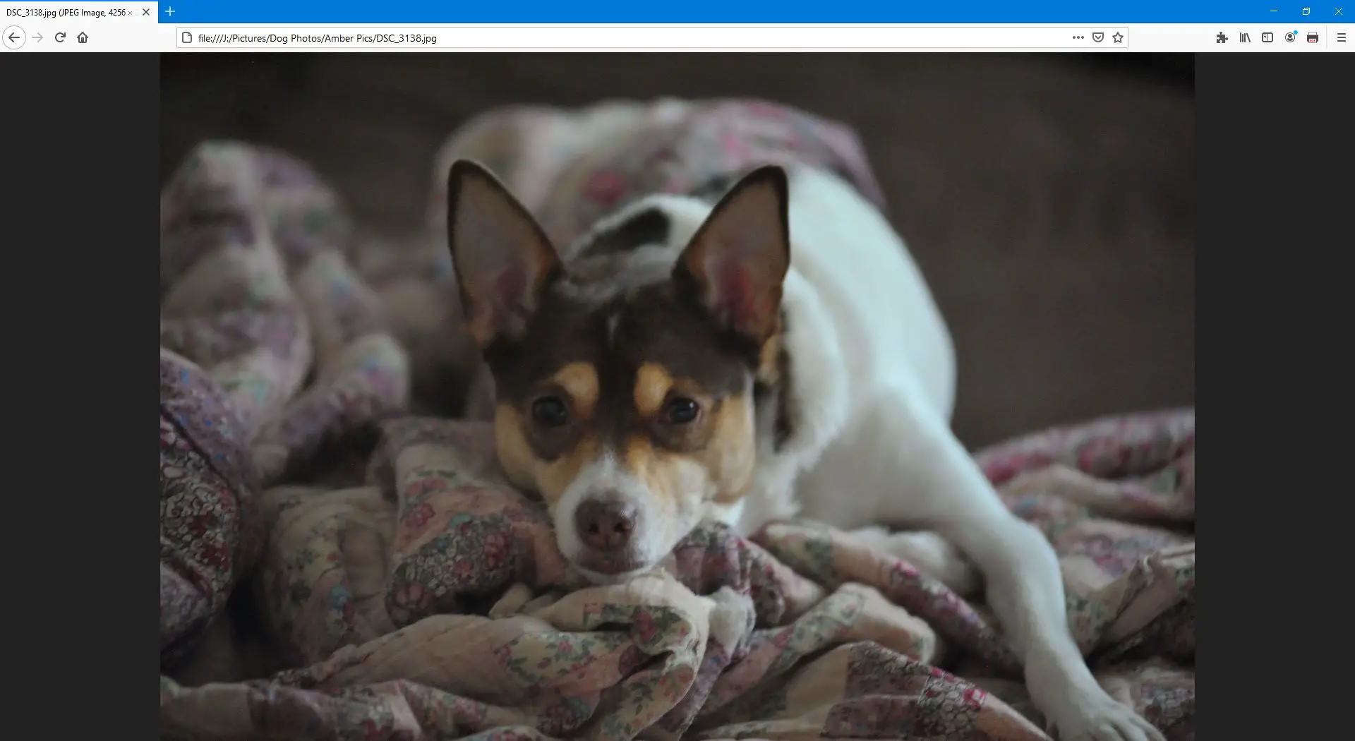 Imagem de um cachorro no Mozilla Firefox.