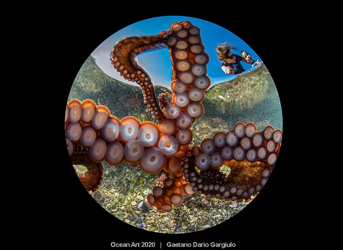 Uma fotografia subaquática de um polvo vista abaixo dele, o vencedor do primeiro prêmio no Concurso Ocean Art 2020 do Guia de Fotografia Subaquática